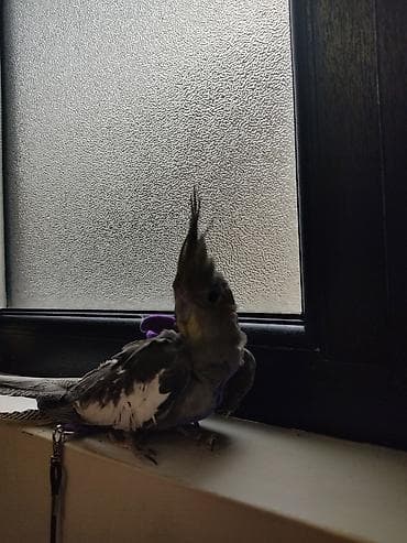 ev itiləri: Növ: Nimfa tutuquşu (cockatiel) Rəng: Boz-ağ qarışıq, yanaqlarda — 2