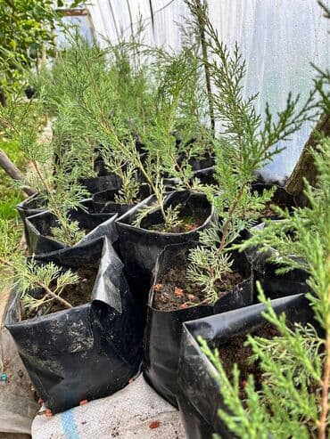 dana qiyməti xaçmaz: Majevik sürünən yolka — 2