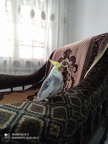 it aliram bakida: Salam. Diqqet alarken temizliye fikir verin///////// sultan adi ile — 3