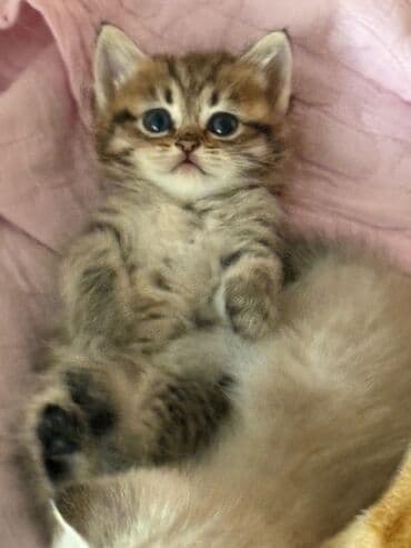 где можно купить котенка: Табби — 1