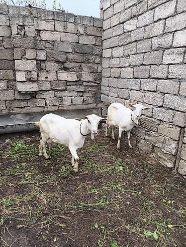 keçi çəpiş: Təmiz orginal Sani keçilər 2 ana 3 bala südlü keçilərdi real alıcılar — 9