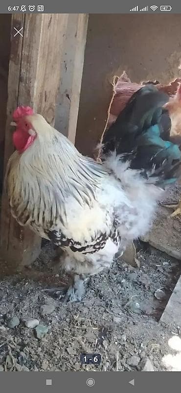 Kənd təsərrüfatı quşları: Toyuq, Brama, Damazlıq — 3