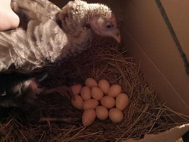 goyercin satisi 2019: Dişi, Yumurtalıq, Ünvandan götürmə — 3