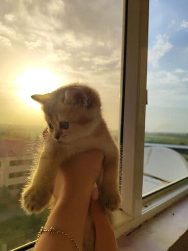 золотая шиншилла баку: Qızıl şinşilla, Dişi, Yaxşı əllərə, Pulsuz çatdırılma — 7