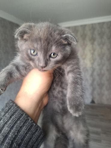 Şotland yastı qulaq