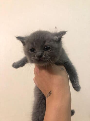 котенок в хорошие руки: Məhsul: Pişik balaları Təsvir: - Şəkillərdə boz (bərk-boz rəngli) — 2