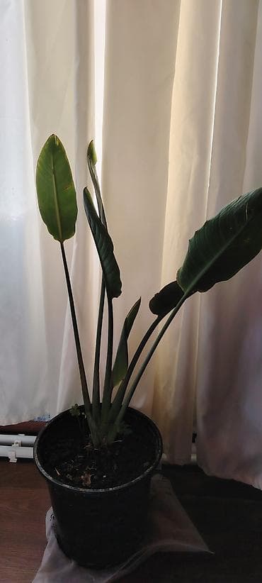 bitki: Sifarişlə gəlir. trelitzia nicolai (Ağ Quş Cənnəti) – iri dekorativ — 2