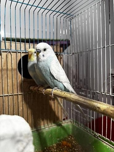 Digər heyvanlar: Bala verən hazır cütlərdi 1dəfə bala alınıb pula ehtiyyac olduğu üçün — 2