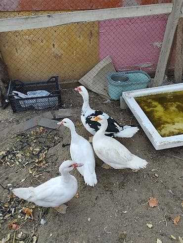 lavanda ördəyi: Lal ördəklər birisi erkek üç ədədi dişidi istəyən olsa əlaqə saxlaya — 8