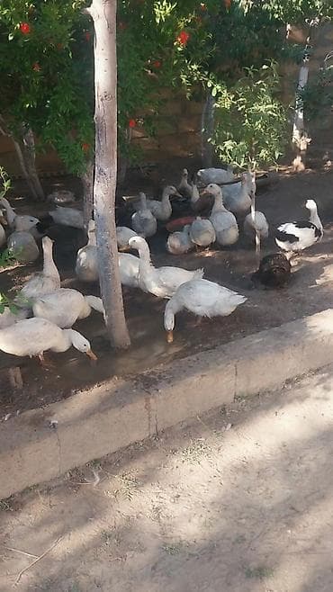 white duks: 50dənədi sürü halında razılaşmaq olar Məhsul: Ev şəraitində saxlanılan — 2
