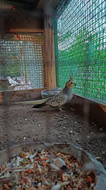 quş şekilleri: Nymph paraket (Cockatiel) – sarı-boz rəngli, yanaqlarında narıncı — 3