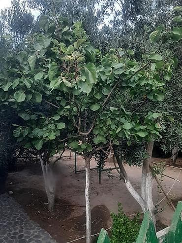 garden: Bakı, 90 kv. m, 2 otaqlı, Hovuzlu, Su — 4