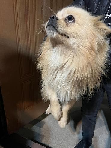 Птицы: Пекинес, 1 год, Самец, Самовывоз — 2