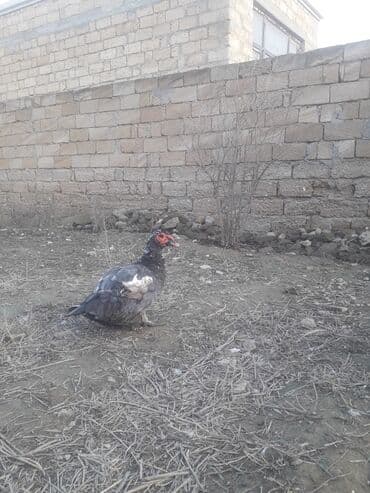 Bildirçin: Macar lavanda ordeyleri 3 eded xoruz ordeyin 1i 50 manat — 2