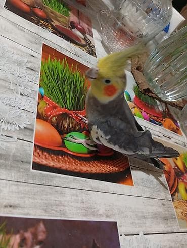 qus: Nimfa (Cockatiel) quşları – qəfəs ilə birlikdə - Say: 5 ədəd nimfa - — 10