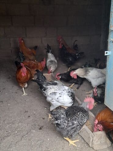 heratı xoruz: 28 ədəd rəngli xoruz satılır saglamdırlar — 4