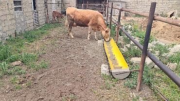 simmental danalarin satisi: Dişi, Simental, il: 3, 800 kq, Südlük, Ünvandan götürmə — 2