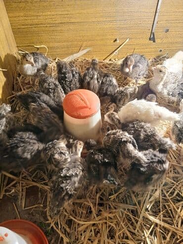 kanada hinduska: Salam Hinduşka balaları satılır 30 dənədi ünvan Kürdəxanı 15-20 — 2