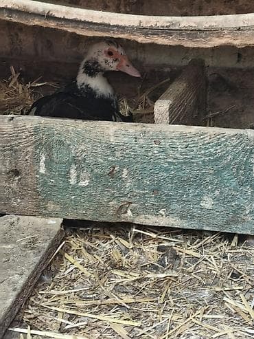 alabay satilir: Ördək ailəsi satılır. Karicnivi Erkey,karicnivi dişi,bir yerli dişi və — 5