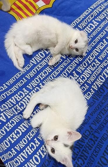 Şotland yastı qulaq, Yaxşı əllərə lalafo.az -da Şotland yastı qulaq, Yaxşı əllərə