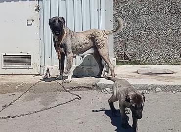 i̇t kanqal: Kanqal, 2 ay, Dişi — 1