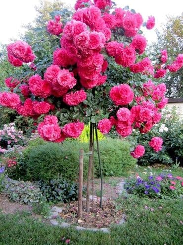 bonsai ağacı haqqında məlumat: Hər növ dekorativ ağac və güllərin satışı 🔵Sifarişlərini çatdırılması — 17
