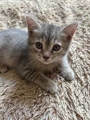 dəvə: 🐾 Sevimli balalar yeni evlərini axtarırlar 🐾 Sevgi dolu ailəsini — 2