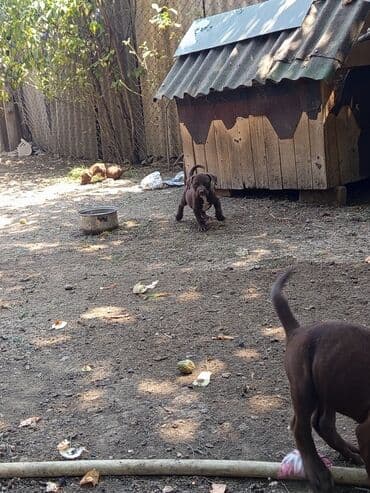 İtlər: Pitbul, 2 ay, Erkek, Sənədli, Ünvandan götürmə