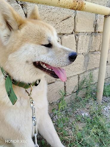 ev iti type 1: Akita-inu — 3