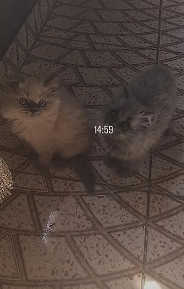 pisi: Fars, Erkək — 2