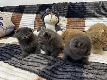 sinsila pisik: Şotland yastı qulaq, Erkək, Dişi, Ödənişli çatdırılma — 3