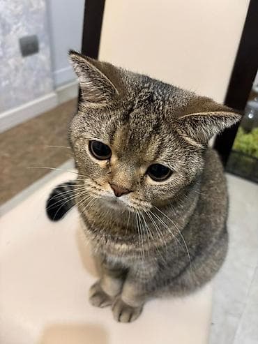 pişim: Britan, Erkək — 2