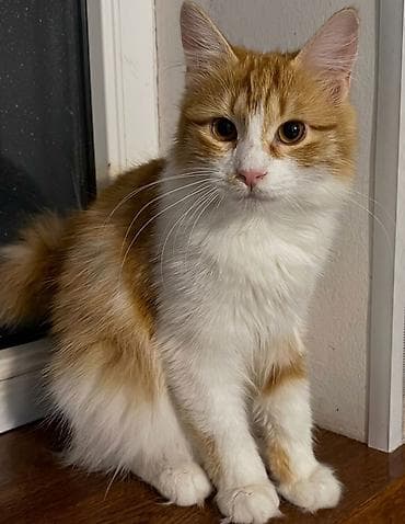 balaca sirin pisikler: Dişi, Yaxşı əllərə — 2