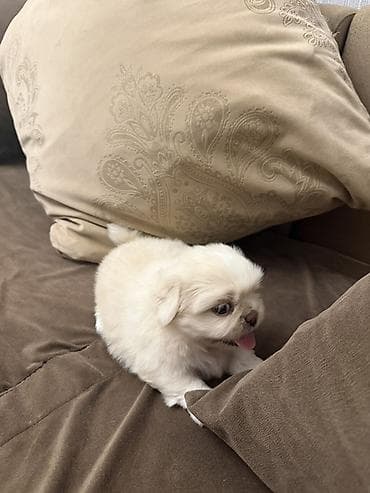 pop it: Pekines, Dişi — 1