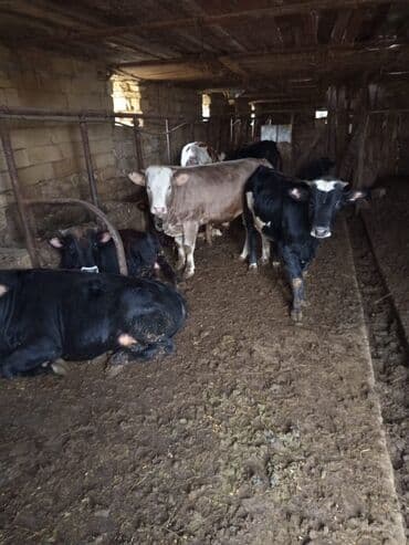 10 baş əl danasi — 1