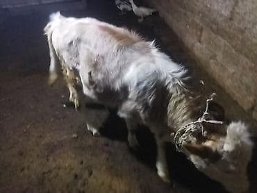 col dovsani satilir: Satlıq buzov - Növ: mal-qara (buzov) - Rəng: ağ-boz, kürəyində və — 1