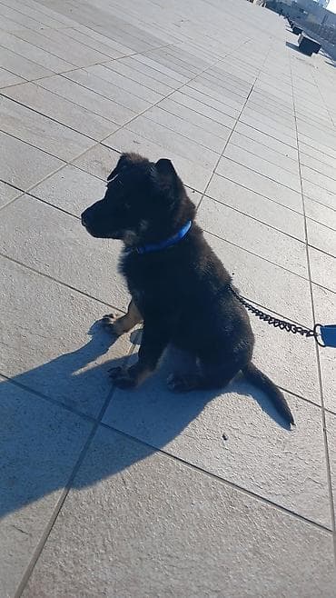 cins itlerin satisi: Gözəl, enerjili balaca it balası satışa təqdim olunur.Nemes affcarkasi — 1