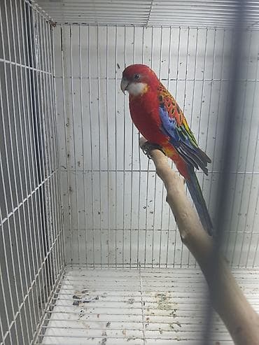 ev quslarinin satisi: Hazir cut Rozella — 2