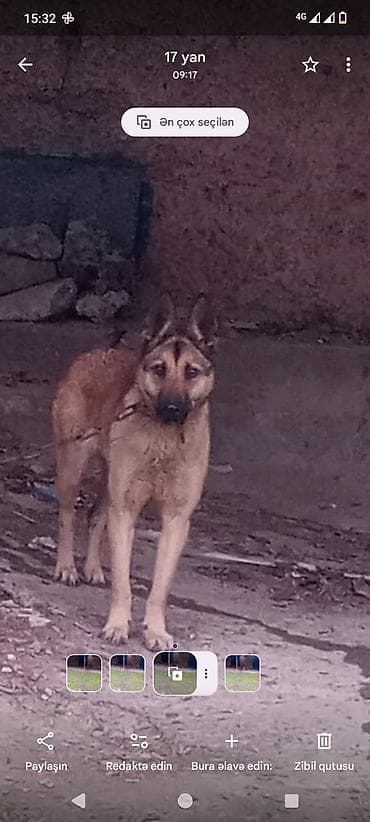 pomeranian spitz satisi: 9 ay, Dişi, Peyvəndli — 1