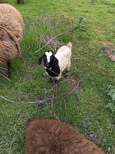 simental inek satilir: Salam keçilər kom satılır.Cəmi 8 başdır. 1 ədəd hələbdən dönmə 1 — 10