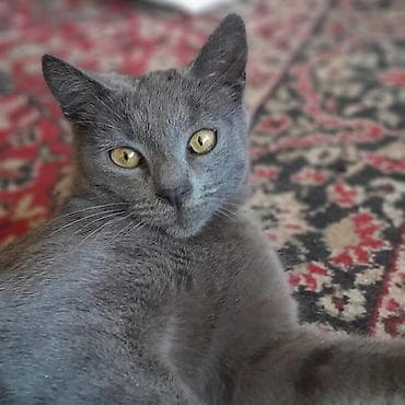 yaz pişiyi: Şotland, Erkək, Cütləşmə üçün, Ünvandan götürmə — 1