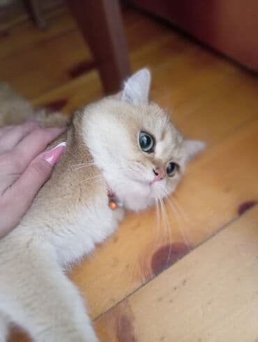 Qızıl şinşilla, Erkək, Yaxşı əllərə, Ünvandan götürmə