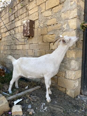 sanen keçi: Saanen keçisidi boğazdı, yaxşı süd verir 2 qarın doğub çox iri — 2