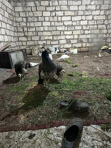 bildircin satışı: Məhsul: Tovuz quşları qaraqanad ve hindistan Təsvir: Quşlar 9,10,11 — 3