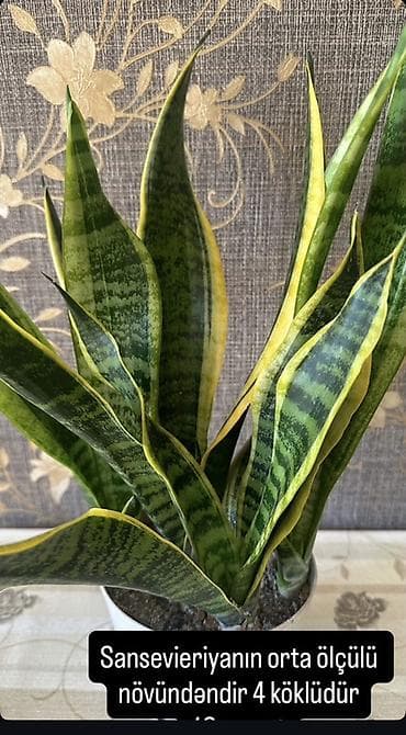 Sansevieriya (ilan dili) – orta ölçülü növ. - 4 köklüdür, sıx və