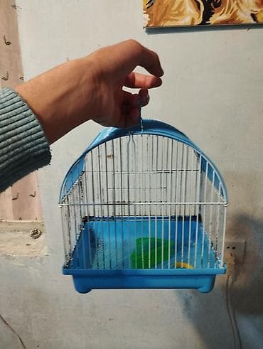 canavar dişi satılır: Erkək dişi birlikdə satılır tam sağlam .1 aylıq yemi 2 meşok apilkası — 6