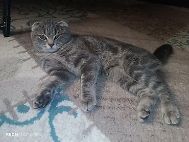 it balasi satisi: Şotland, Dişi, Ünvandan götürmə — 5