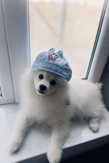 azerbaycan it adlari erkek: Şpitz, 9 ay, Erkek, Peyvəndli, Ünvandan götürmə — 6