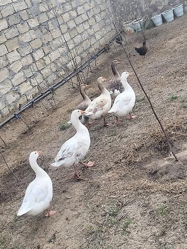 pisik ucun bit dermani: Qaz sürüsü satılır - Növ: Ağ və boz yerli qazlar (qarışıq rənglər) - — 5