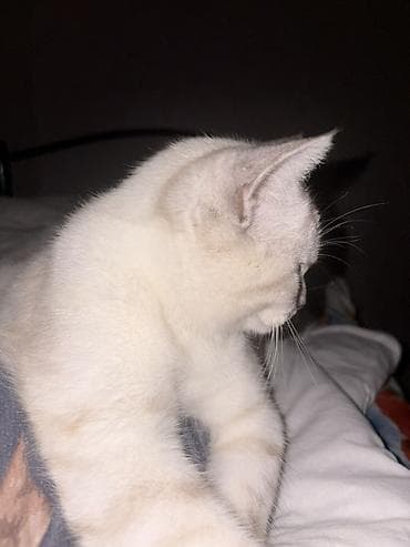 british pişik: Britan, Cütləşmə üçün — 1